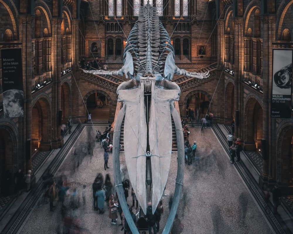 Natural History Museum.jpg